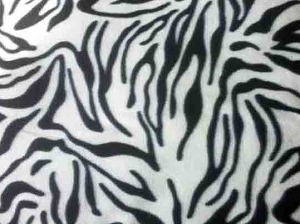 Black and White Zebra